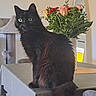 cat, black_cat, feline, pet, table, flower_vase, flowers, indoor, green_eyes, furniture, mirror, plant, curious, sitting, domestic_animal, fur, cozy, home, tablecloth, decor