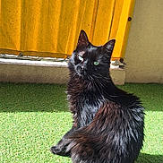 Mia participe au concours pour gagner de l'argent avec cette photo : cat, black_cat, green_eyes, fluffy_fur, indoor, yellow_curtain, sunlight, shadow, carpet, pet, animal, feline, looking_back, curious, sitting, tail, fur_texture, bright, cozy, home