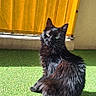 cat, black_cat, green_eyes, fluffy_fur, indoor, yellow_curtain, sunlight, shadow, carpet, pet, animal, feline, looking_back, curious, sitting, tail, fur_texture, bright, cozy, home