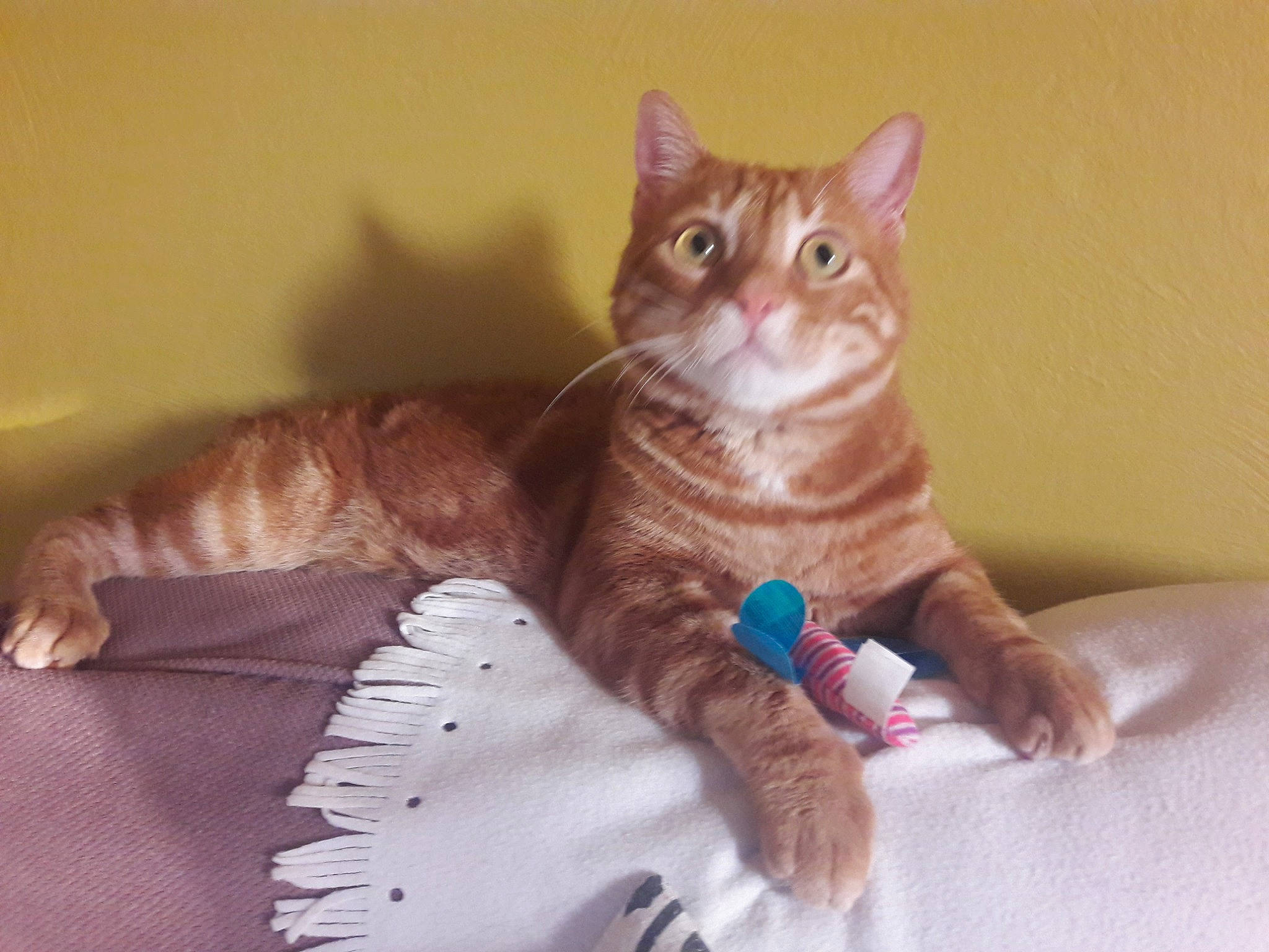 Nino participe au concours pour gagner de l'argent avec cette photo : american_shorthair, american_wirehair, arabian_mau, asian, carnivore, cat, domestic_short_haired_cat, european_shorthair, eye, fawn, felidae, fur, german_rex, kitten, mammal, paw, skin, small_to_medium_sized_cats, tabby_cat, whiskers