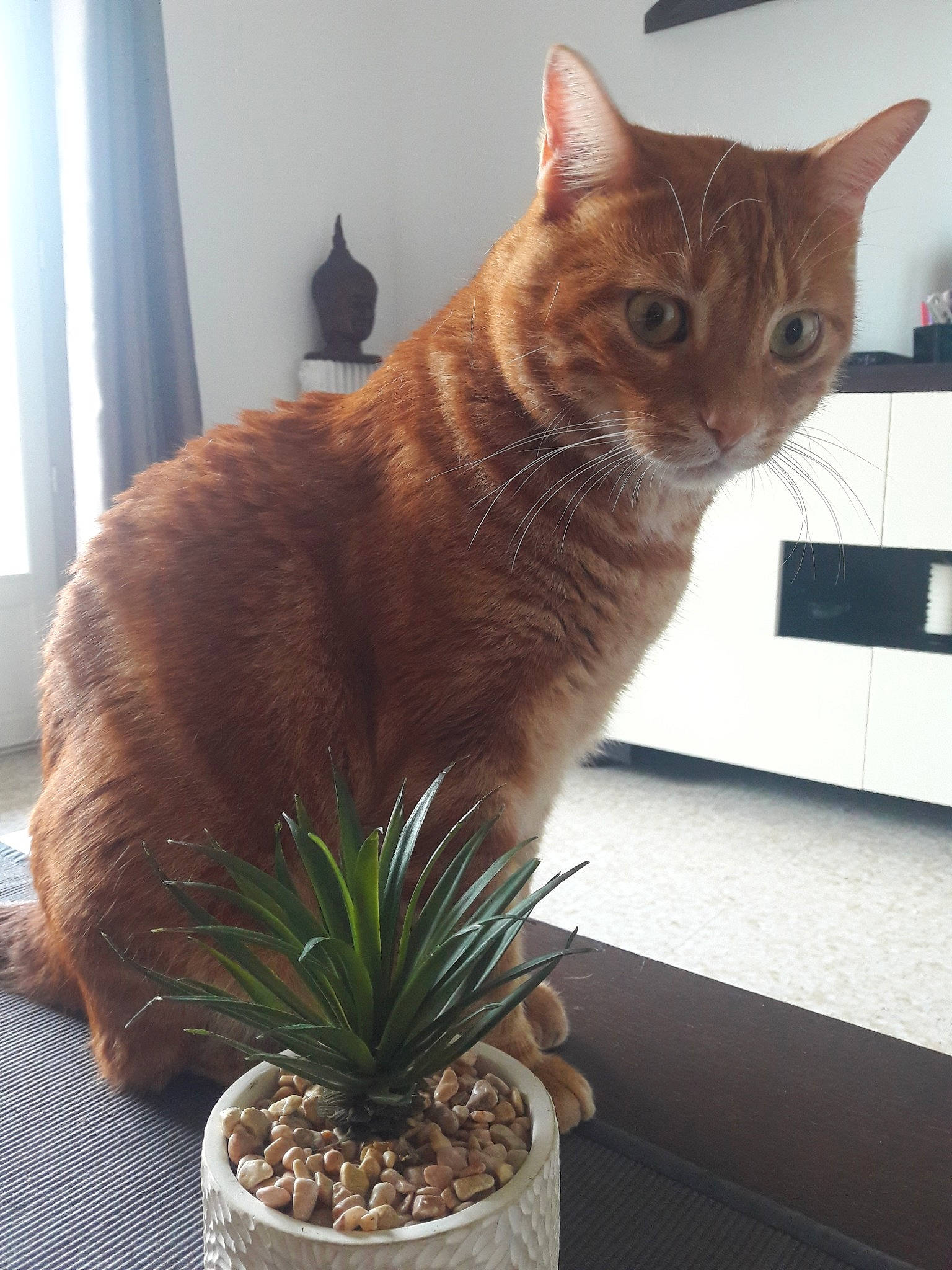 Nino a rejoint le concours — aidez-le/la à gagner de superbes lots ! abyssinian, asian, carnivore, cat, domestic_short_haired_cat, european_shorthair, fawn, felidae, flower, flowerpot, german_rex, grass, houseplant, plant, small_to_medium_sized_cats, tabby_cat, tail, whiskers