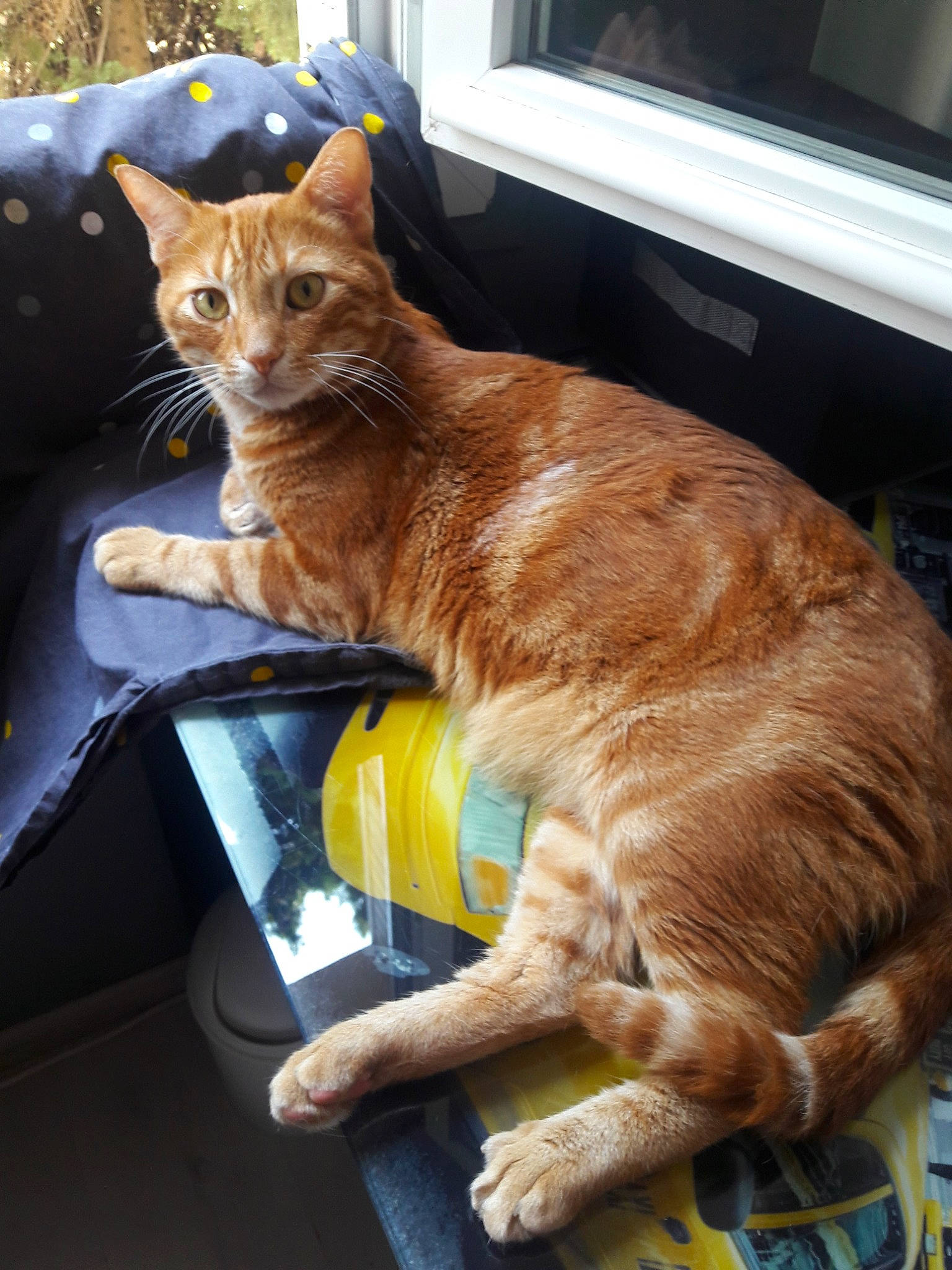 Nino participe au concours pour gagner de l'argent avec cette photo : asian, carnivore, cat, claw, domestic_short_haired_cat, european_shorthair, fawn, felidae, german_rex, kitten, mammal, small_to_medium_sized_cats, tabby_cat, whiskers