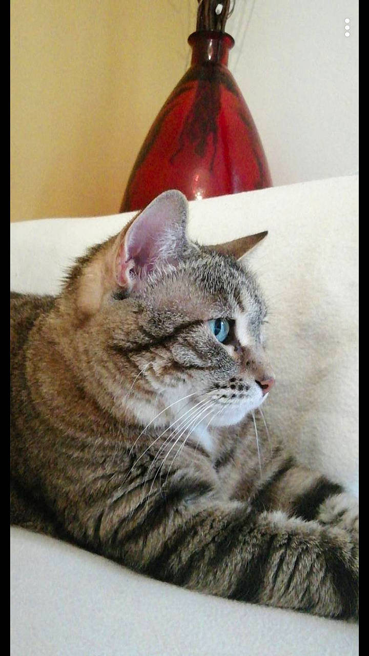 Mistye participe au concours pour gagner de l'argent avec cette photo : american_shorthair, asian, australian_mist, british_shorthair, california_spangled, carnivore, cat, domestic_short_haired_cat, dragon_li, ear, european_shorthair, felidae, kitten, mammal, ocicat, pixie_bob, small_to_medium_sized_cats, snout, tabby_cat, whiskers