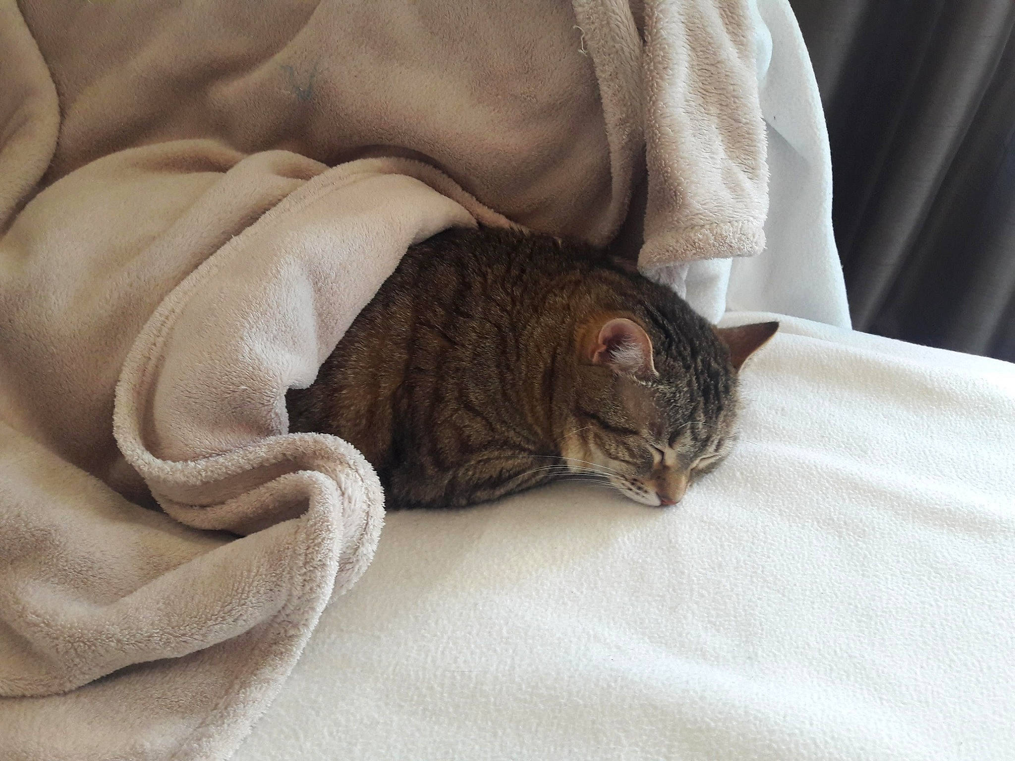 Mistye participe au concours pour gagner de l'argent avec cette photo : american_shorthair, asian, blanket, carnivore, cat, comfort, domestic_short_haired_cat, dragon_li, ear, european_shorthair, fawn, felidae, fur, kitten, mammal, nap, small_to_medium_sized_cats, tabby_cat, whiskers