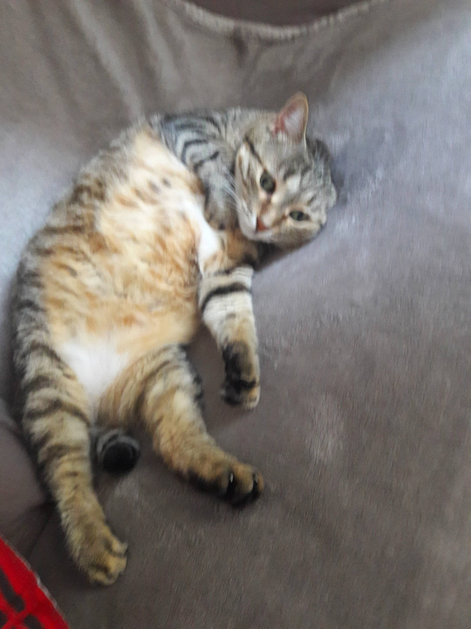 Mistye a rejoint le concours — aidez-le/la à gagner de superbes lots ! aegean_cat, arabian_mau, asian, australian_mist, california_spangled, carnivore, cat, domestic_short_haired_cat, dragon_li, egyptian_mau, european_shorthair, felidae, kitten, mammal, ocicat, pixie_bob, small_to_medium_sized_cats, tabby_cat, vertebrate, whiskers