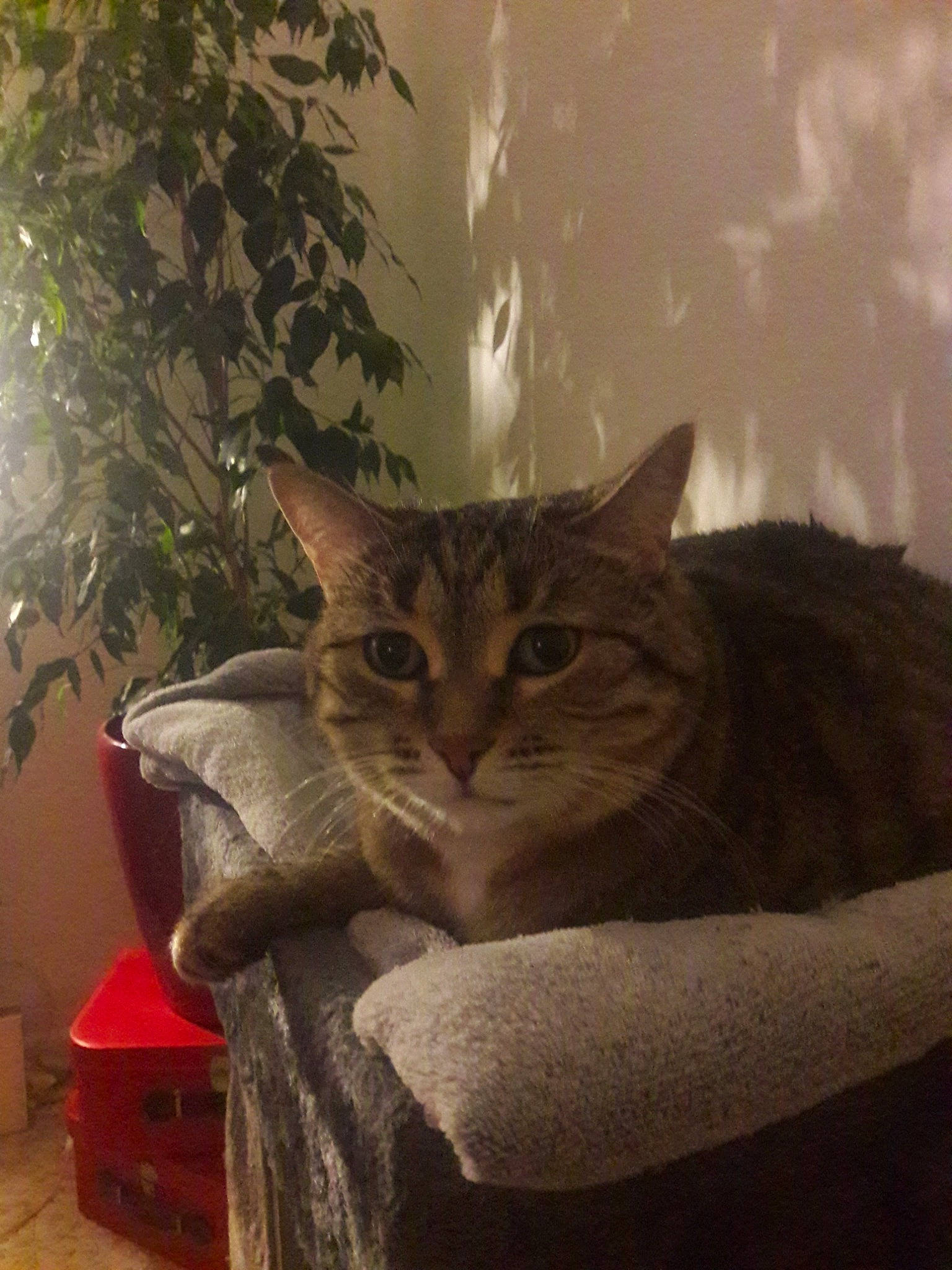 Mistye participe au concours pour gagner de l'argent avec cette photo : aegean_cat, asian, carnivore, cat, chair, domestic_short_haired_cat, dragon_li, european_shorthair, felidae, fur, furniture, kitten, sitting, small_to_medium_sized_cats, tabby_cat, tail, tree, whiskers