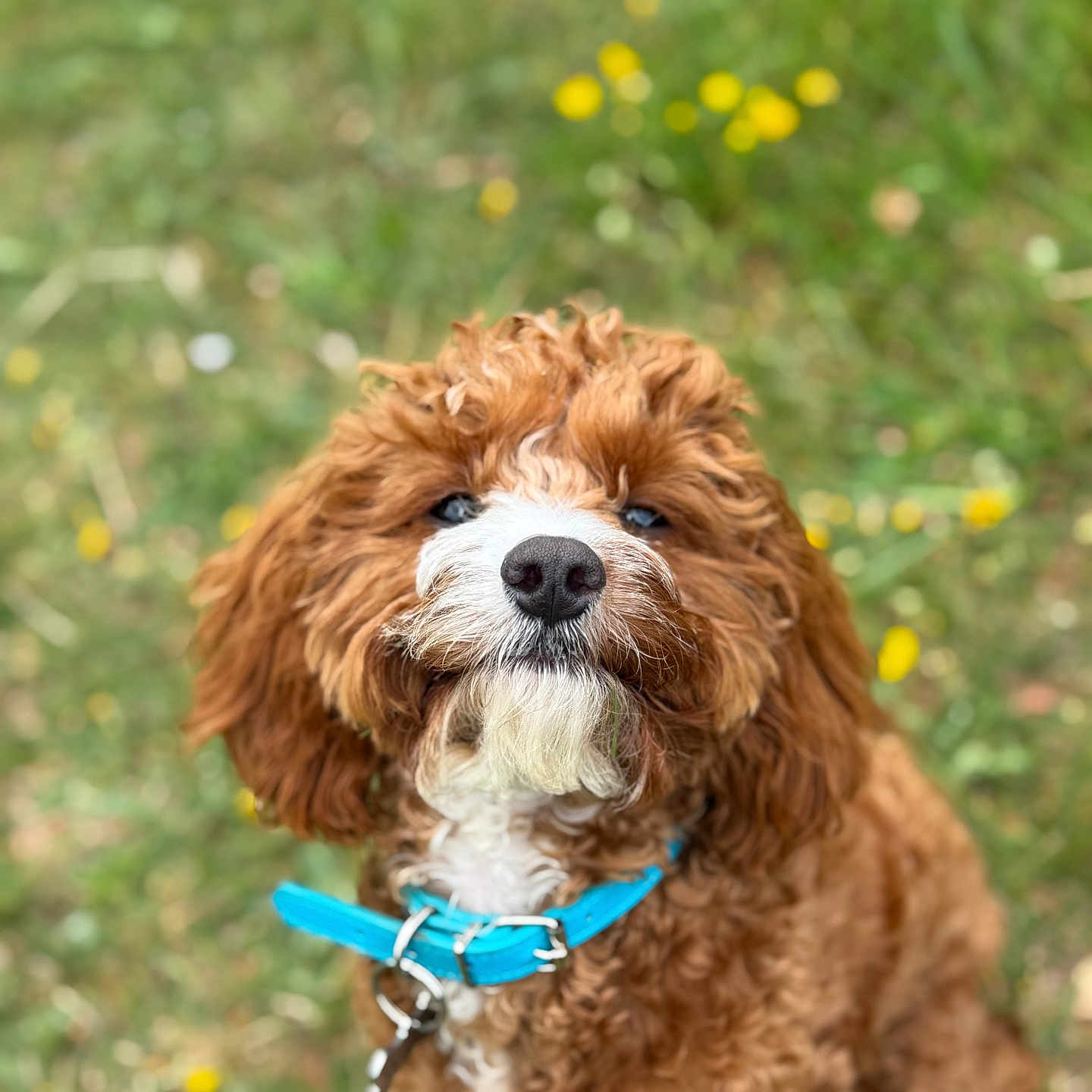 Winston is registered to the contest to win money with this photo: accessories, animal, canine, cockerspaniel, collar, dog, field, grass, grassland, lawn, leash, nature, outdoors, pet, plant, poodle, puppy, strap, terrier, whitedog