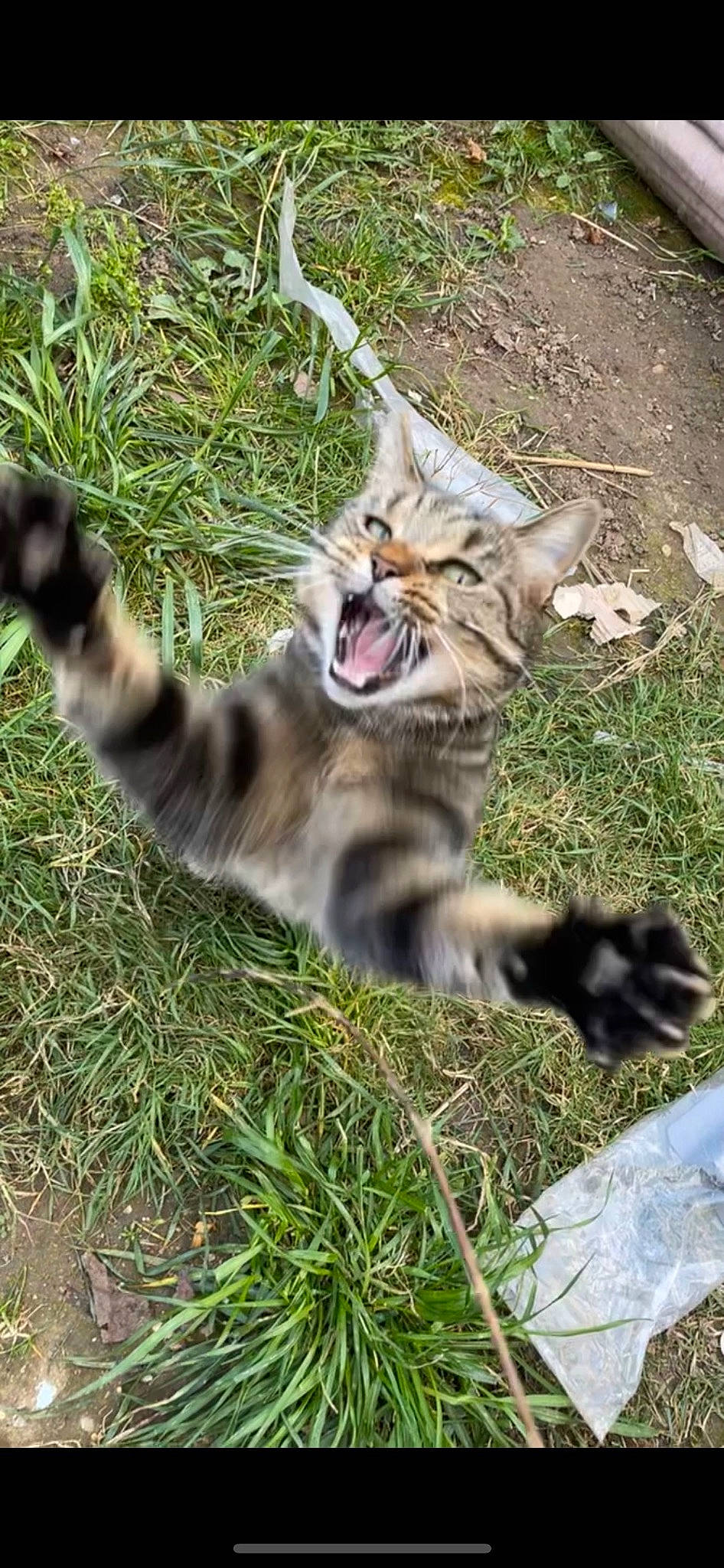 Belle is registered to the contest to win money with this photo: carnivore, cat, claw, domestic_short_haired_cat, eye, fang, fawn, felidae, fur, grass, paw, plant, roar, sitting, small_to_medium_sized_cats, snout, tail, terrestrial_animal, whiskers, yawn