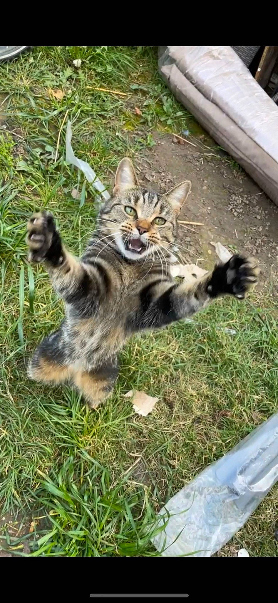 Belle is registered to the contest to win money with this photo: carnivore, cat, claw, domestic_short_haired_cat, felidae, fur, grass, groundcover, paw, plant, small_to_medium_sized_cats, snout, tail, terrestrial_animal, vehicle, whiskers, wildlife