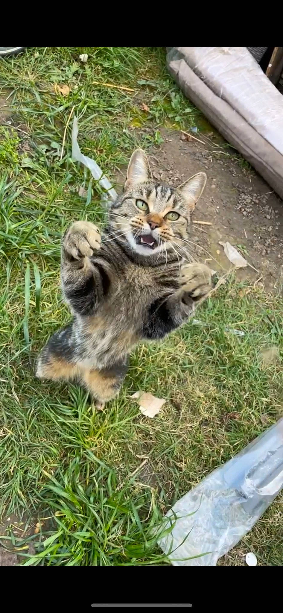 Belle joined the competition — help win amazing prizes! carnivore, cat, claw, domestic_short_haired_cat, felidae, fur, grass, groundcover, houseplant, lawn_ornament, paw, plant, sitting, small_to_medium_sized_cats, snout, soil, tableware, tail, terrestrial_animal, whiskers