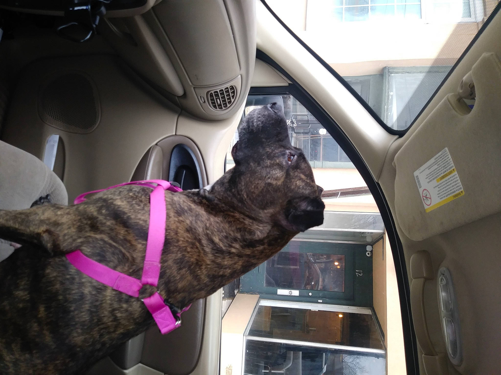 Eve joined the competition — help win amazing prizes! canidae, carnivore, dog, dog_breed, dutch_shepherd_dog, formosan_mountain_dog, guard_dog, non_sporting_group, snout, sporting_group