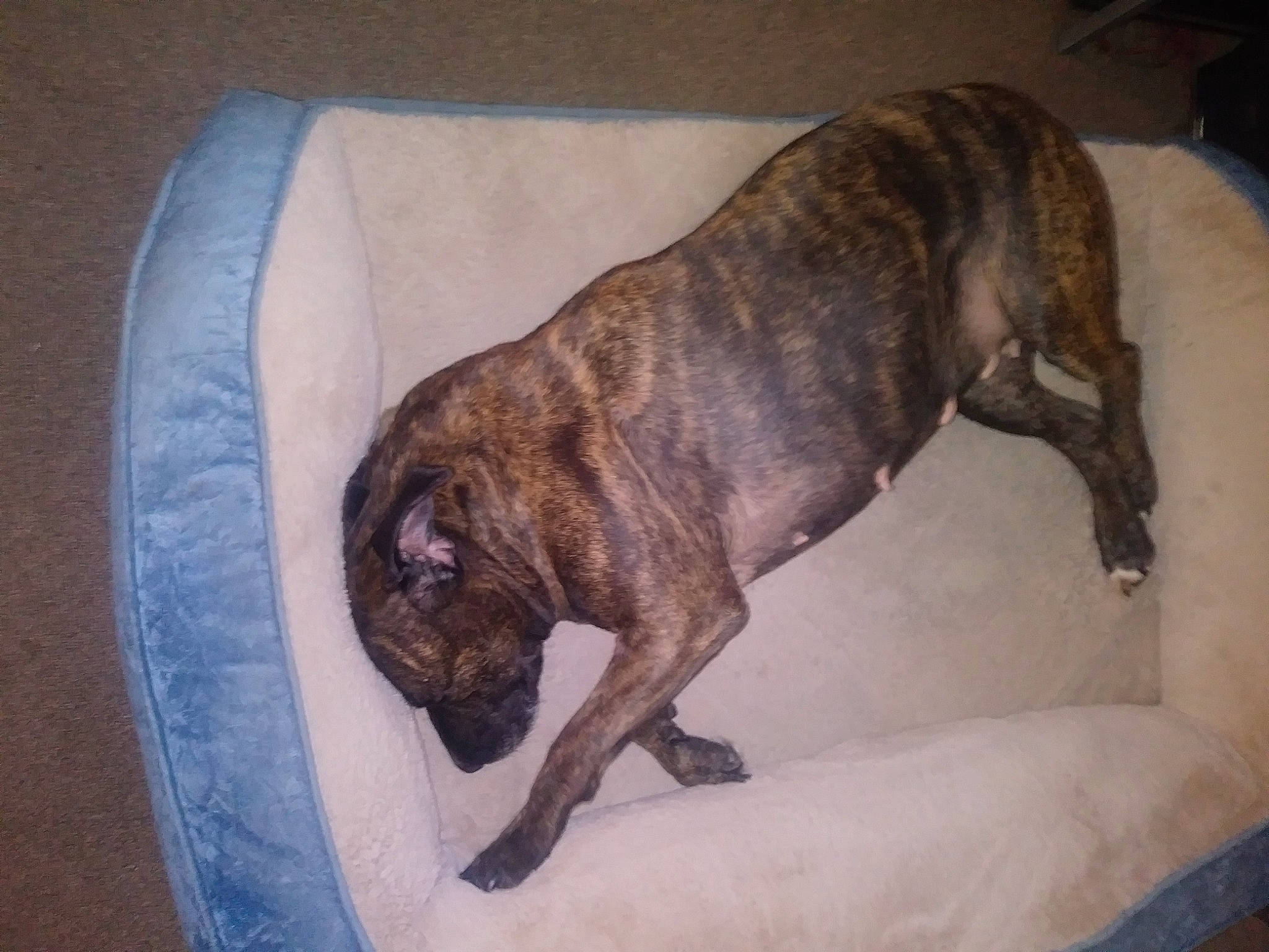 Eve joined the competition — help win amazing prizes! alaunt, american_bulldog, bullmastiff, canidae, carnivore, cimarron_uruguayo, companion_dog, dog, dog_breed, fawn, mammal, mountain_cur, non_sporting_group, olde_english_bulldogge, perro_de_presa_canario, perro_de_presa_mallorquin, plott_hound, tail, treeing_tennessee_brindle, valley_bulldog