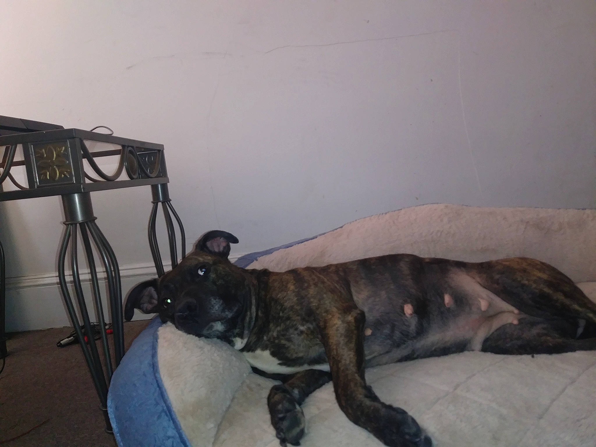 Eve is registered to the contest to win money with this photo: alaunt, american_pit_bull_terrier, bullmastiff, canidae, carnivore, dog, dog_breed, fawn, guard_dog, non_sporting_group, perro_de_presa_canario, tail