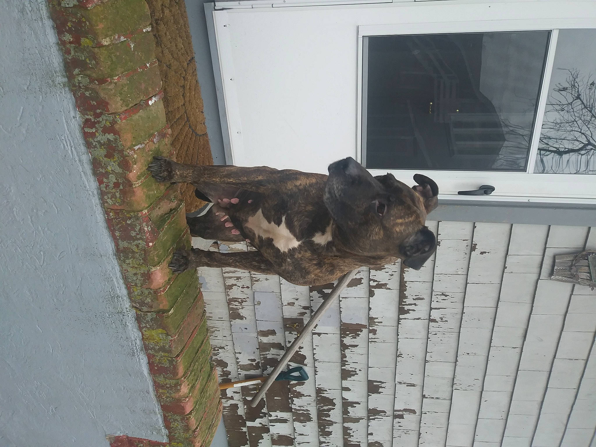 Eve is registered to the contest to win money with this photo: animal_shelter, canidae, carnivore, dog_breed, sporting_group