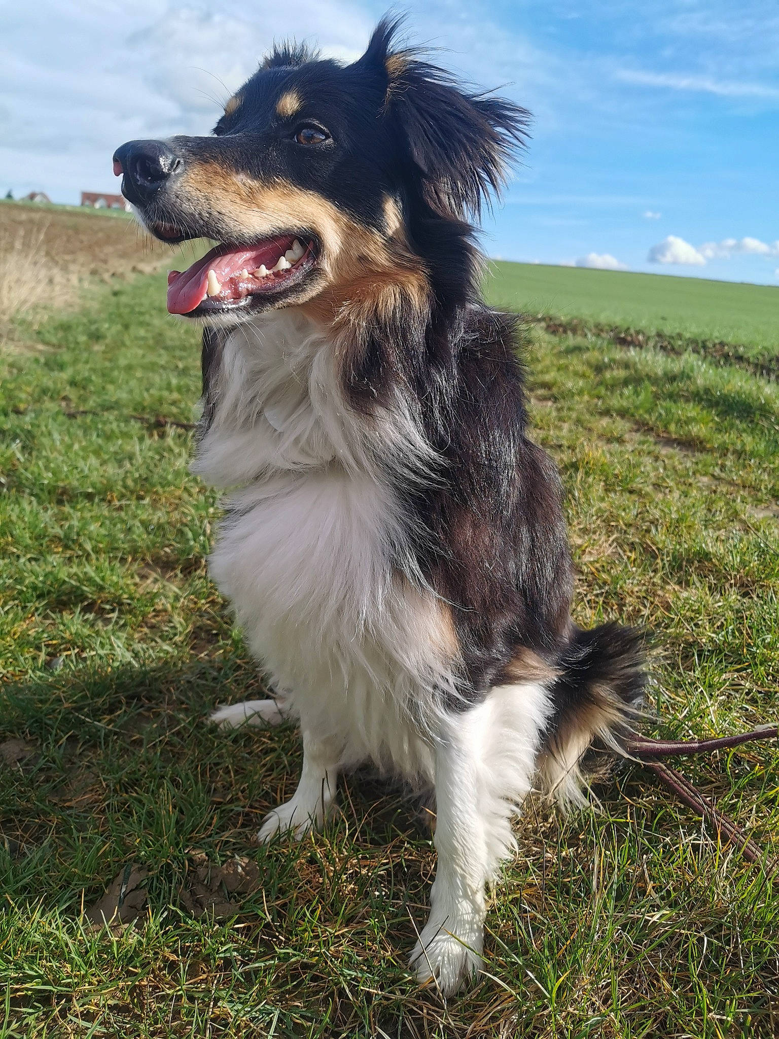 Mowgli participe au concours pour gagner de l'argent avec cette photo : australian_collie, border_collie, canidae, carnivore, cloud, collar, companion_dog, dog, dog_breed, dog_supply, grass, herding_dog, plant, sky, snout, sporting_group, tail, whiskers, working_animal, working_dog