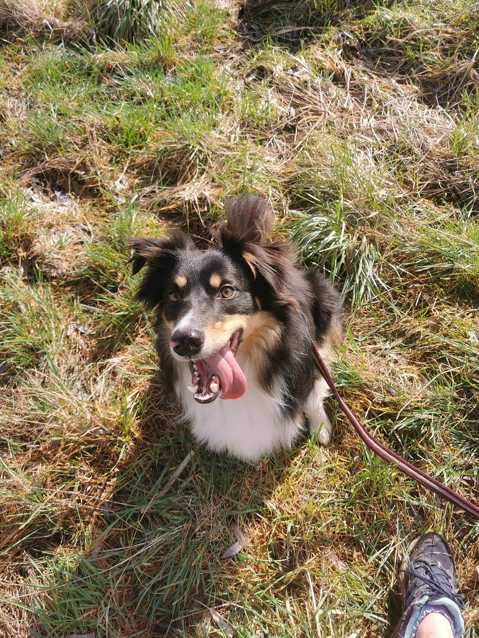 Mowgli a rejoint le concours — aidez-le/la à gagner de superbes lots ! canidae, carnivore, companion_dog, dog, dog_breed, grass, herding_dog, plant, soil, sporting_group, terrestrial_animal, whiskers, working_dog