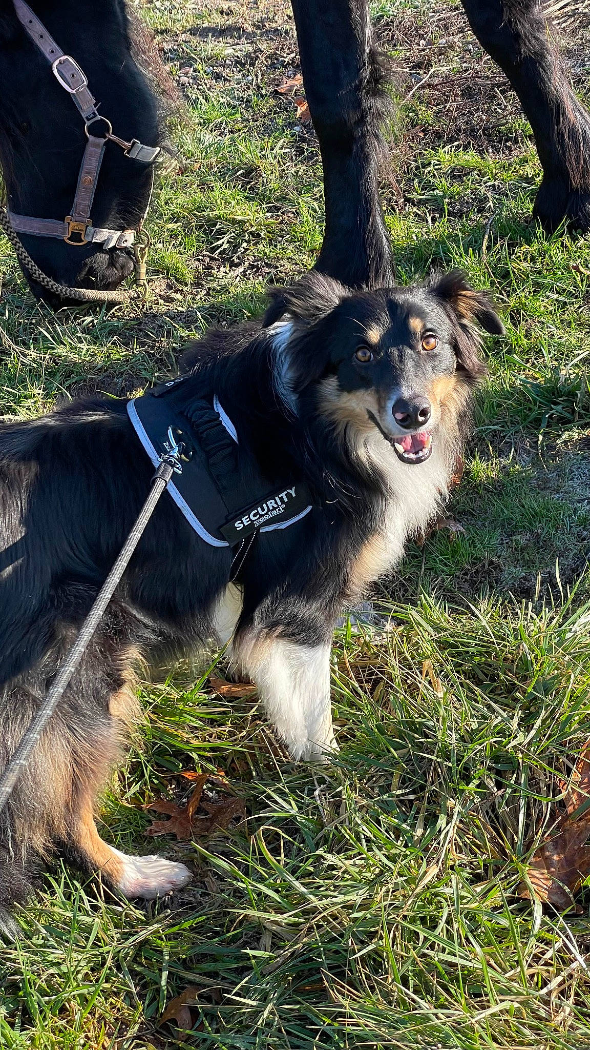 Mowgli a rejoint le concours — aidez-le/la à gagner de superbes lots ! canidae, carnivore, collar, companion_dog, dog, dog_breed, dog_collar, dog_supply, fashion_accessory, fur, grass, herding_dog, leash, pet_supply, plant, snout, sporting_group, tail, tree, working_animal