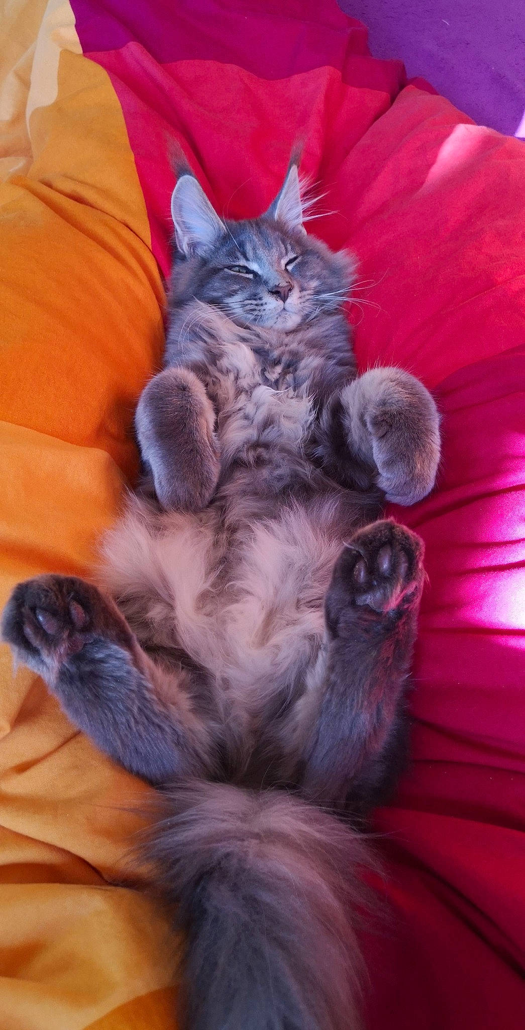 Sergio a rejoint le concours — aidez-le/la à gagner de superbes lots ! carnivore, cat, cat_toy, claw, comfort, domestic_short_haired_cat, electric_blue, felidae, fur, grey, paw, small_to_medium_sized_cats, snout, tail, whiskers