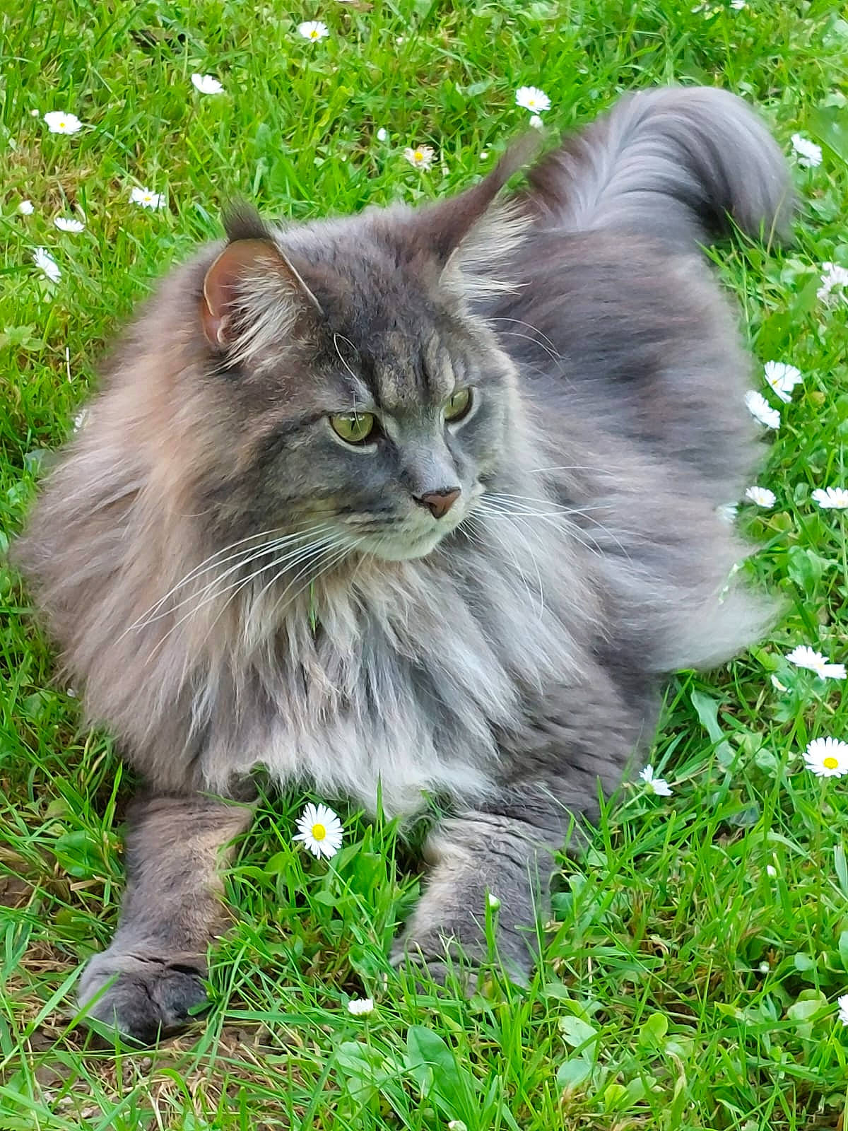 Sergio participe au concours pour gagner de l'argent avec cette photo : annual_plant, british_longhair, carnivore, cat, felidae, flowering_plant, fur, grass, groundcover, maine_coon, persian, plant, small_to_medium_sized_cats, snout, tail, terrestrial_animal, whiskers, wildlife