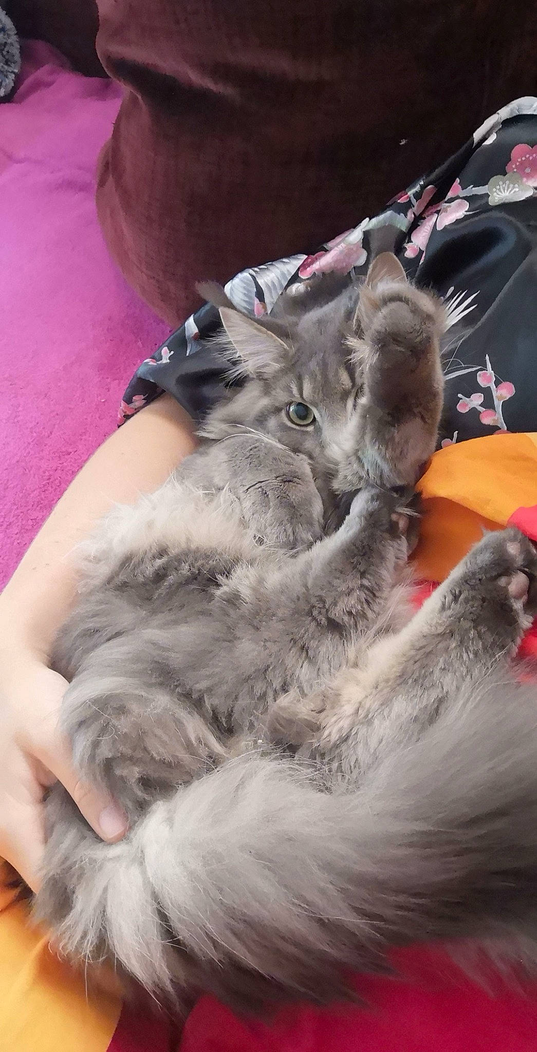 Sergio a rejoint le concours — aidez-le/la à gagner de superbes lots ! british_longhair, canidae, carnivore, cat, claw, comfort, dog_breed, domestic_short_haired_cat, feather, felidae, fur, gesture, grey, paw, small_to_medium_sized_cats, tail, whiskers