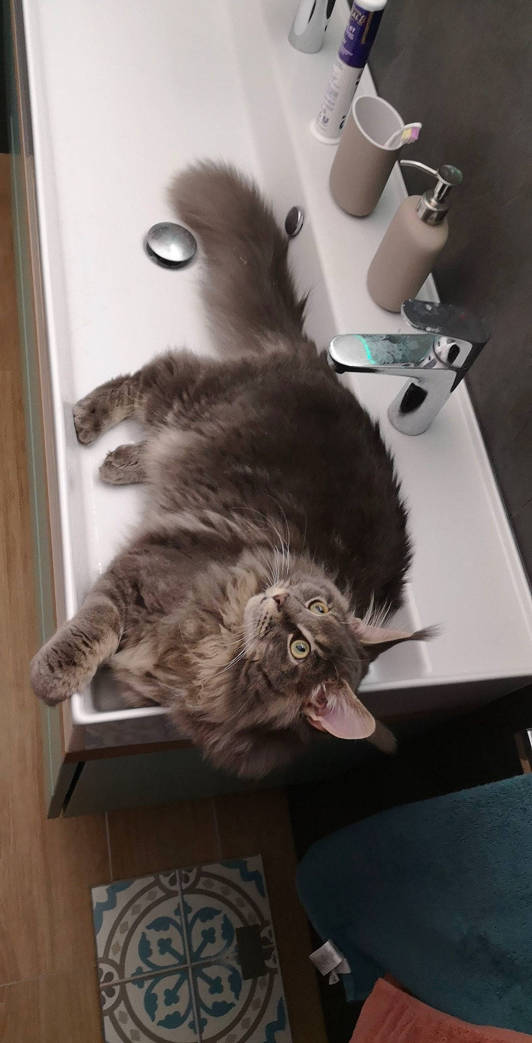 Sergio a rejoint le concours — aidez-le/la à gagner de superbes lots ! carnivore, cat, claw, comfort, companion_dog, dog_breed, domestic_short_haired_cat, felidae, flooring, fur, grey, hardwood, kitchen_appliance, paw, room, small_to_medium_sized_cats, tail, whiskers