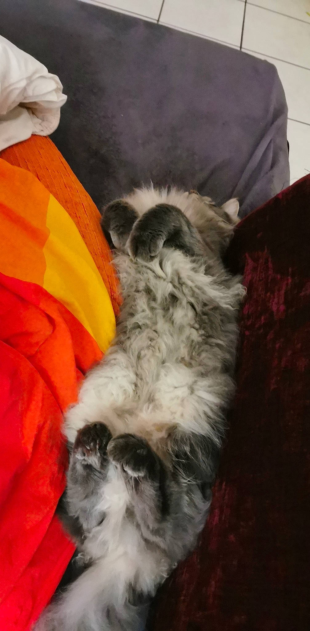 Sergio a rejoint le concours — aidez-le/la à gagner de superbes lots ! canidae, carnivore, claw, comfort, companion_dog, dog, dog_breed, fawn, felidae, fur, paw, small_terrier, small_to_medium_sized_cats, snout, sporting_group, tail, terrestrial_animal, toy_dog, whiskers, working_animal