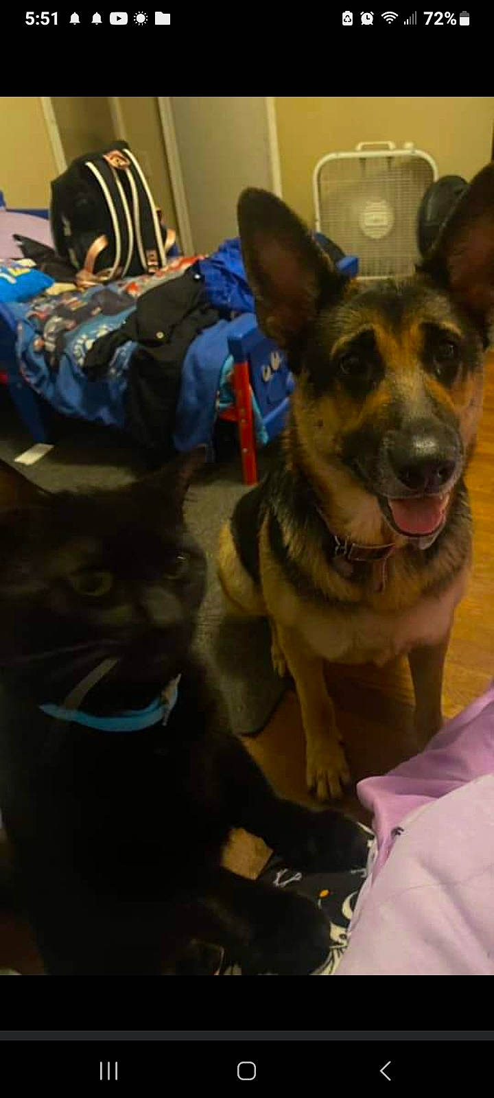 Neva is registered to the contest to win money with this photo: backpack, bag, canidae, carnivore, collar, companion_dog, dog, dog_breed, dog_collar, dog_supply, east_european_shepherd, fawn, fur, german_shepherd_dog, guard_dog, herding_dog, luggage_and_bags, snout, sporting_group, whiskers