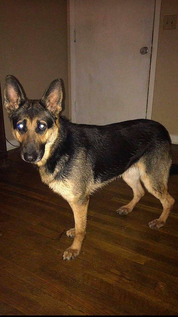 Neva joined the competition — help win amazing prizes! carnivore, companion_dog, dog, dog_breed, floor, flooring, fur, hardwood, snout, sporting_group, tail, terrestrial_animal, whiskers, wood, working_animal, working_dog