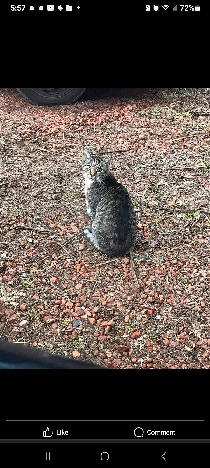 Cat Cat is registered to the contest to win money with this photo: asphalt, automotive_tire, carnivore, cat, darkness, domestic_short_haired_cat, felidae, fur, grass, organism, paw, road_surface, rock, shadow, small_to_medium_sized_cats, soil, tail, terrestrial_animal, whiskers, wildlife