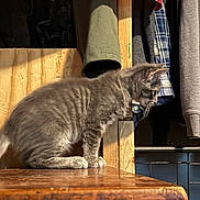 Milo joined the competition — help win amazing prizes! kitten, gray_cat, wooden_table, clothing, hanging_clothes, plaid_shirt, jacket, coat, indoor, pet, curious, fur, soft_light, warm_tones, wood_texture, animal, feline, side_view, young_cat, domestic_cat