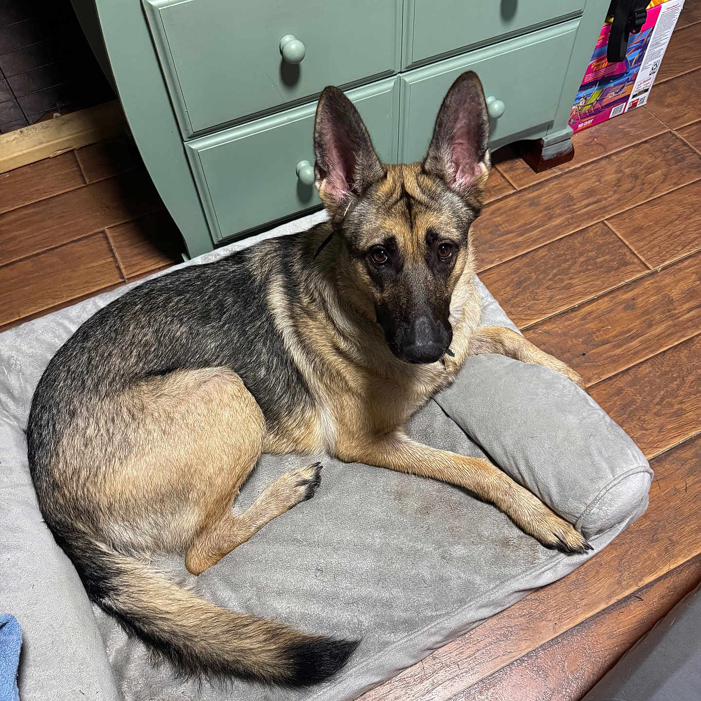 Raven joined the competition — help win amazing prizes! animal, black, brown, canine, comfort, dog, domestic, dresser, ears, floor, furniture, german_shepherd, gray, indoor, looking, lying_down, pet, pet_bed, resting, wooden_floor