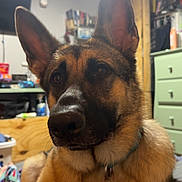 Raven is registered to the contest to win money with this photo: dog, german_shepherd, pet, indoors, close_up, collar, tags, furniture, room, drawer, sitting, ears, nose, fur, face, animal, domestic_animal, relaxed, household, canine