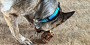 Raven is registered to the contest to win money with this photo: dog, bone, collar, floor, wooden_floor, pet, canine, indoor, animal, chewing, brown_fur, black_fur, tag, household, domestic, floor_vent, rock, object, close_up, snout