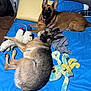 dog, german_shepherd, bed, blue_bedspread, stuffed_toy, white_bear_toy, blue_octopus_toy, indoor, floor_fan, pillow, wooden_floor, relaxed, pets, ears_up, lying_down, sitting, fur, canine, animal, companion