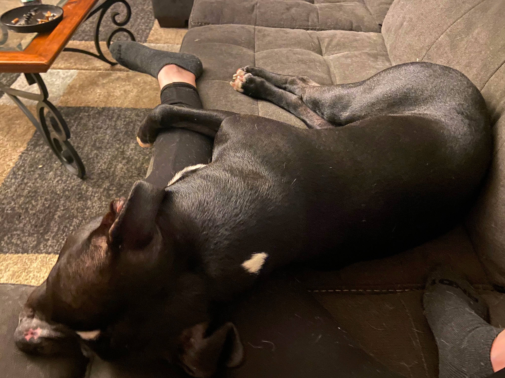 Jack is registered to the contest to win money with this photo: coffee_table, comfort, dog_breed, fawn, flooring, fur, hardwood, human_leg, livestock, metal, snout, suidae, terrestrial_animal, wildlife, wood, working_animal, wrinkle