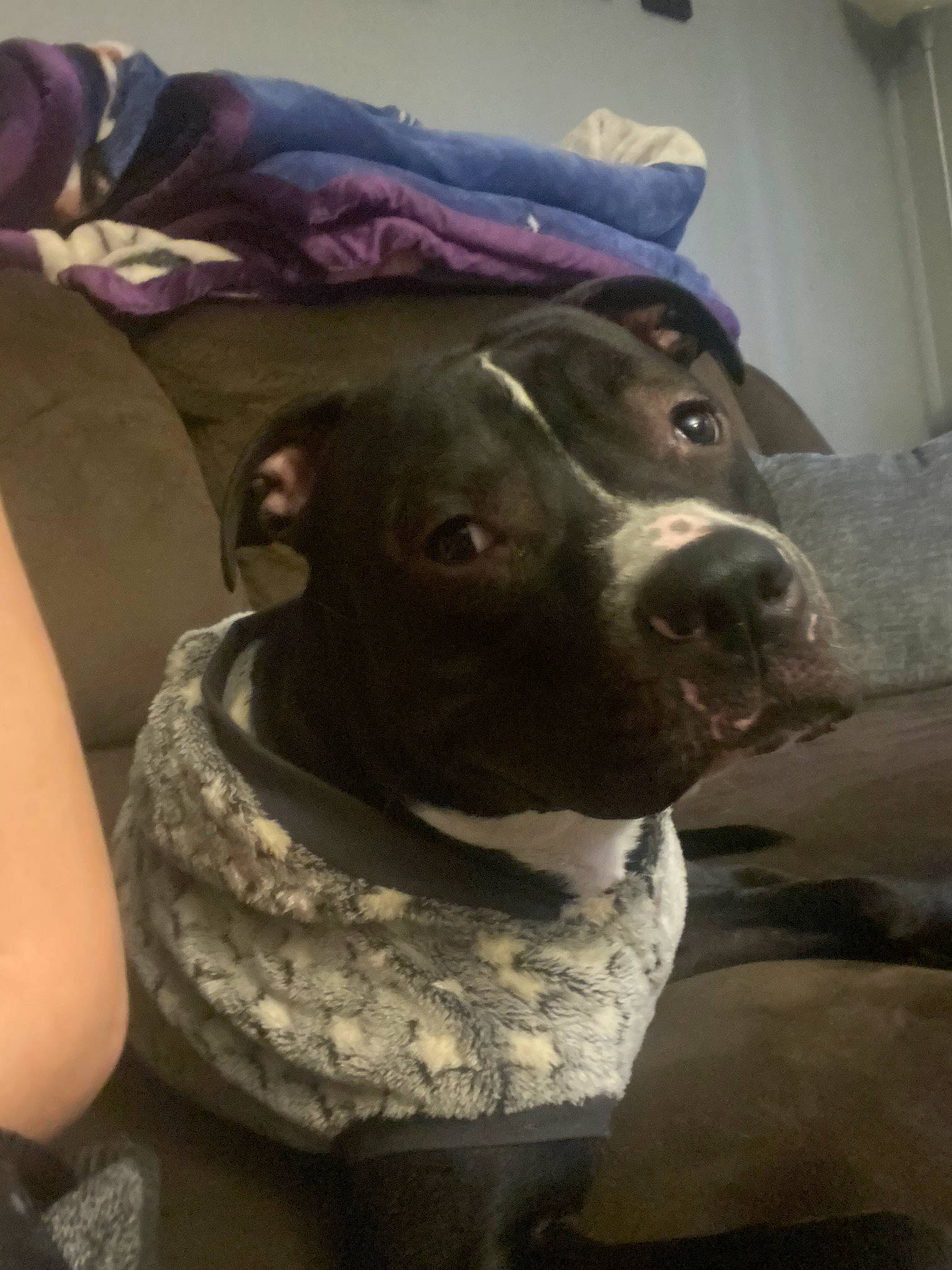 Jack joined the competition — help win amazing prizes! art, borador, canidae, carnivore, comfort, companion_dog, dog, dog_breed, fawn, fur, guard_dog, non_sporting_group, snout, sporting_group, whiskers, working_animal