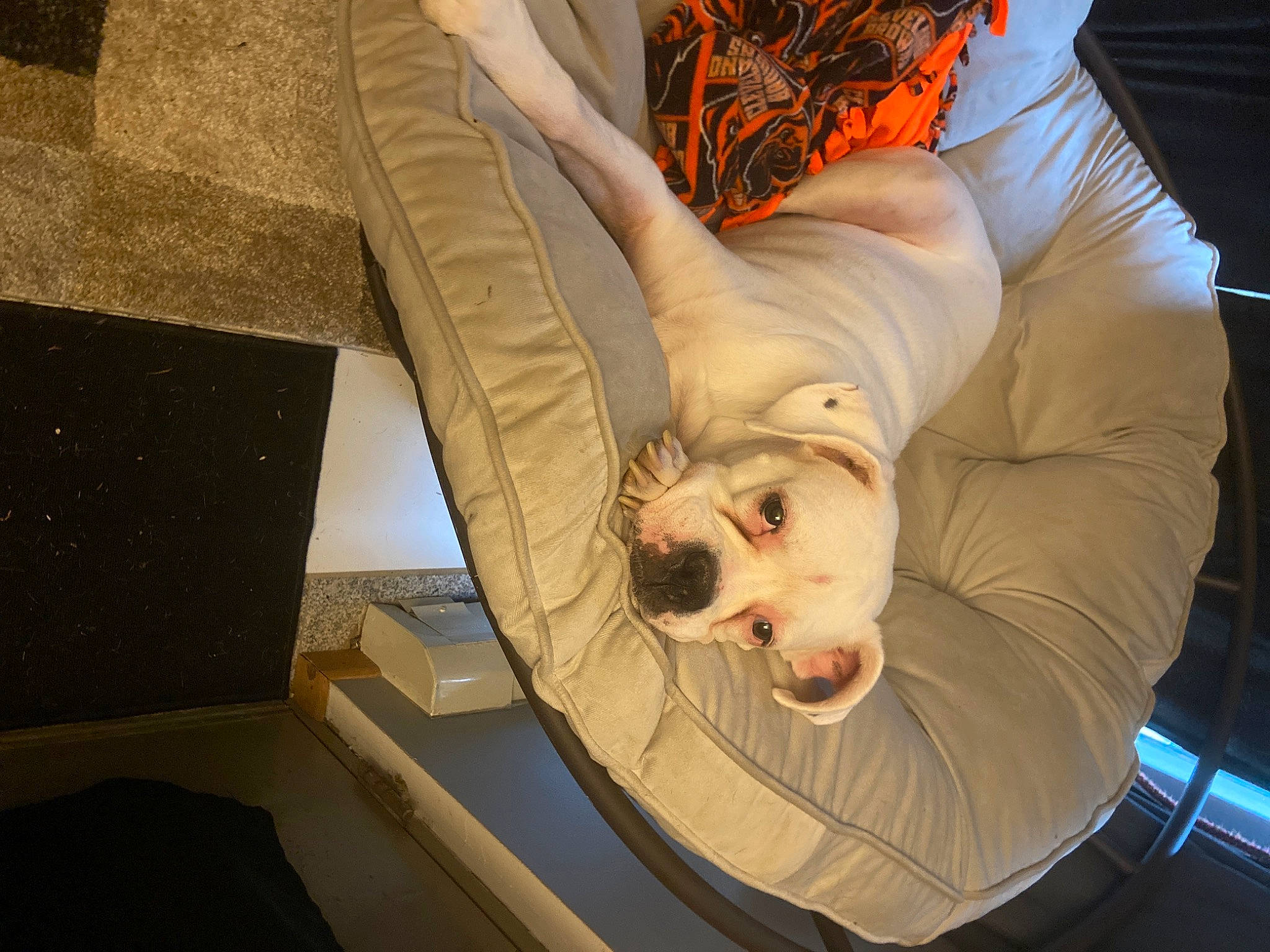 Naomi is registered to the contest to win money with this photo: bed, canidae, carnivore, comfort, companion_dog, couch, dog, dog_breed, fawn, flooring, foot, fun, fur, helmet, human_leg, linens, nap, room, sporting_group, toy_dog
