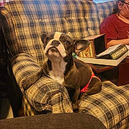Bluey is registered to the contest to win money with this photo: animal, box, couch, cozy, curtains, dog, ears_up, french_bulldog, furniture, indoor, looking_up, paper, person, pet, plaid_pattern, red_clothing, relaxed, sitting, tongue_hidden, window_blinds