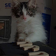 Ruby participe au concours pour gagner de l'argent avec cette photo : cat, kitten, fluffy, long_hair, tabby, white_fur, gray_fur, pink_nose, green_eyes, animal, pet, sitting, portrait, indoors, wooden_letters, table, glass, kitchen, background, photography