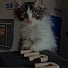 cat, kitten, fluffy, long_hair, tabby, white_fur, gray_fur, pink_nose, green_eyes, animal, pet, sitting, portrait, indoors, wooden_letters, table, glass, kitchen, background, photography