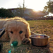 Thomas is registered to the contest to win money with this photo: dog, golden_retriever, puppy, grass, sunset, water_bowl, outdoor, pet, animal, cute, lying_down, nature, sunlight, park, leash, fur, canine, relaxing, daylight, young_dog