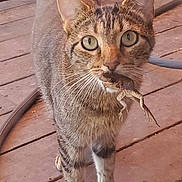 Leo joined the competition — help win amazing prizes! cat, tabby_cat, lizard, animal, pet, outdoor, wooden_deck, furniture, whiskers, predator, hunting, mammal, vertebrate, domestic_cat, closeup, standing, four_legs, ears, tail, nature