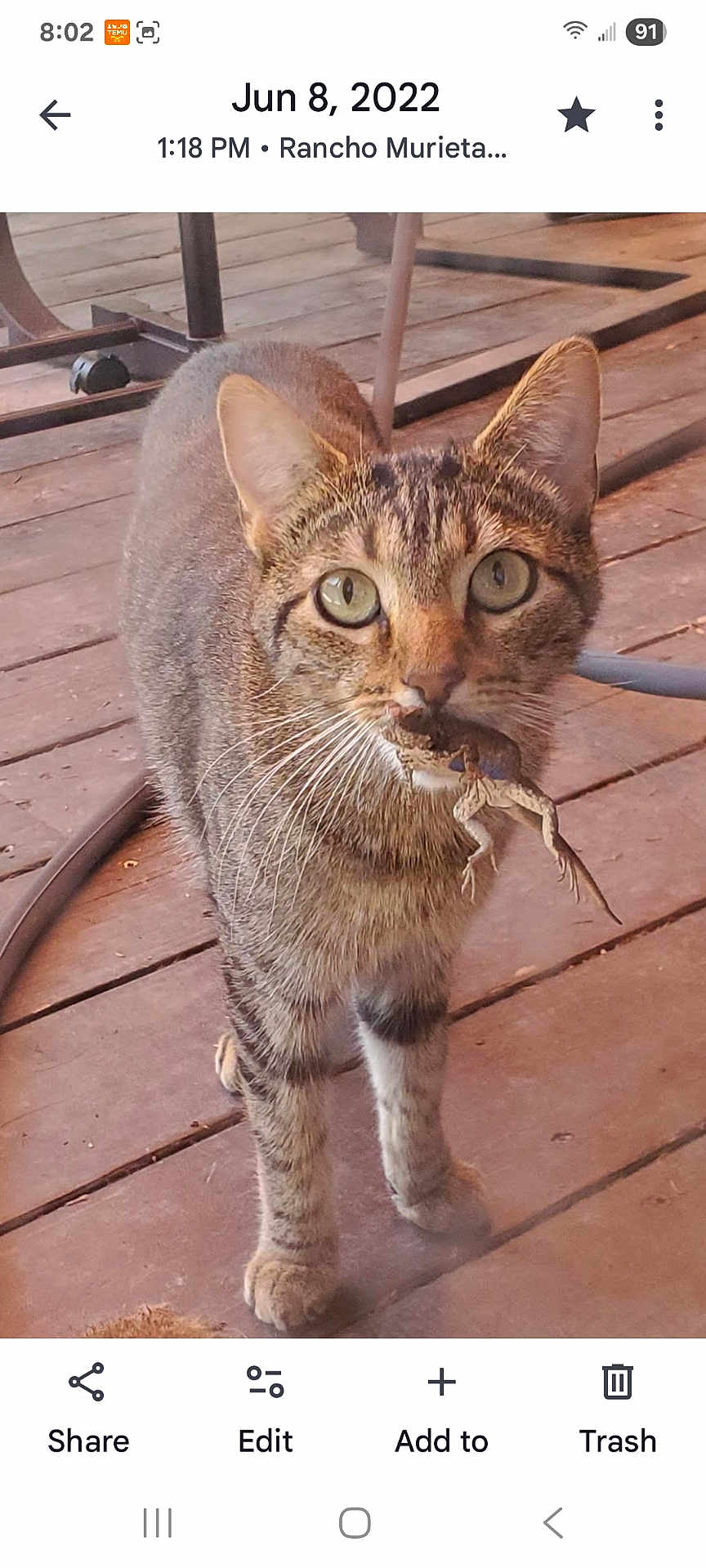 Leo