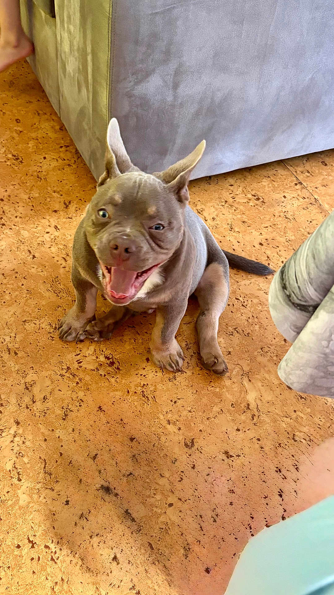 Nino participe au concours pour gagner de l'argent avec cette photo : puppy, dog, brown_dog, sitting, floor, indoor, happy, ears, mouth_open, pet, animal, canine, couch, foot, texture, playful, young_dog, domestic_animal, companion, cute