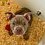 puppy, dog, blue_eyes, gray_fur, wood_shavings, toy, red_ball, green_toy, enclosure, pet, young_dog, curious, looking_up, indoor, animal, canine, ears_up, small, cute, adorable