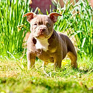 Nino a rejoint le concours — aidez-le/la à gagner de superbes lots ! puppy, dog, grass, greenery, outdoor, pet, animal, young, ears, fur, sunlight, nature, cute, standing, mammal, portrait, adorable, eyes, snout, background