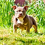 puppy, dog, grass, greenery, outdoor, pet, animal, young, ears, fur, sunlight, nature, cute, standing, mammal, portrait, adorable, eyes, snout, background