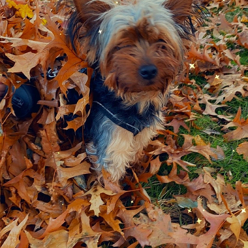 King joined the competition — help win amazing prizes! art, autumn, canidae, carnivore, companion_dog, deciduous, dog, dog_breed, fawn, fur, grass, liver, plant, small_terrier, sporting_group, terrier, toy_dog, wood, working_animal