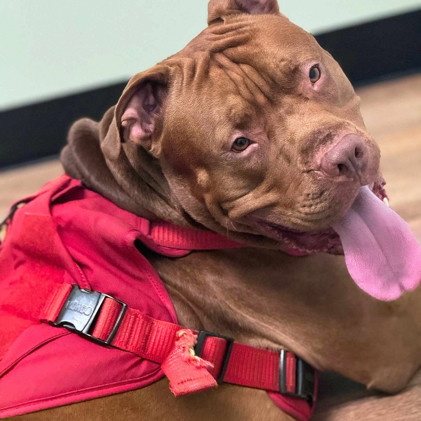 King Khaos joined the competition — help win amazing prizes! animal, brown_dog, canine, close_up, collar, cute, dog, domestic_animal, ears, floor, friendly, fur, indoor, looking_back, mammal, pet, playful, red_harness, snout, tongue_out