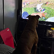 King Khaos is registered to the contest to win money with this photo: dog, television, indoor, bed, red_chair, jar, coins, dark_room, watching, animal, pet, screen, furniture, black_furniture, wall, floor, cable, toy, green_grass, multiple_dogs